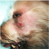 根尖膿瘍で頬が腫れ上がった様子イメージ