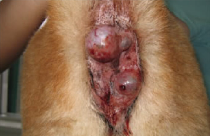 肛門周囲腺腫イメージ