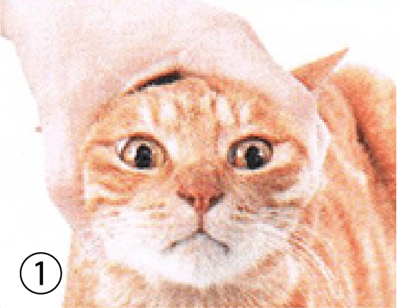 粉末剤　猫①
