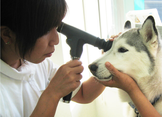 Panoptic（PanOptic Ophthalmoscope）イメージ