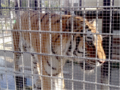 京都動物愛護週間イメージ