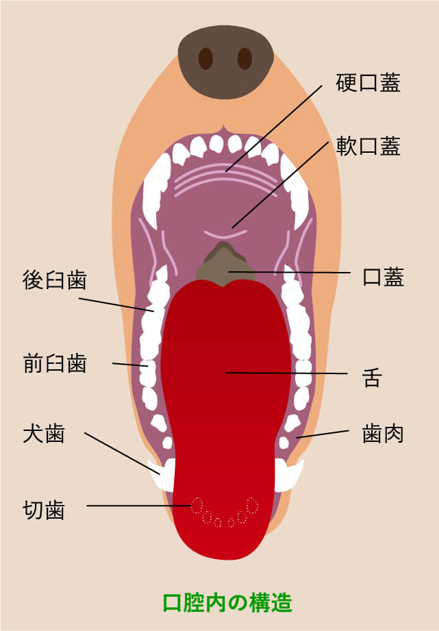 口腔腫瘍イラスト