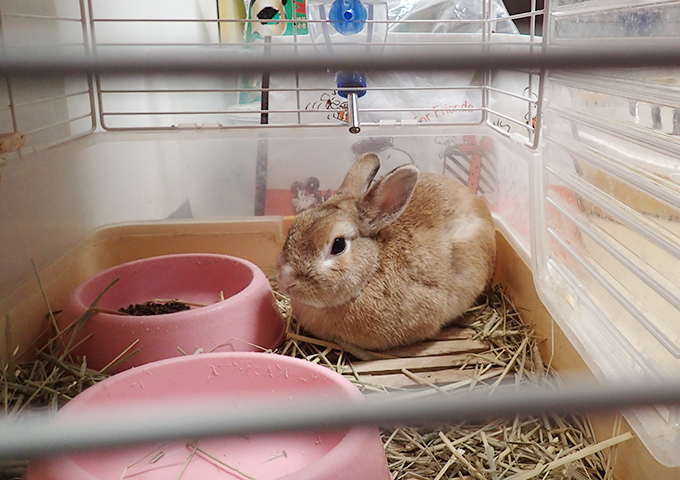 預かりうさぎ１