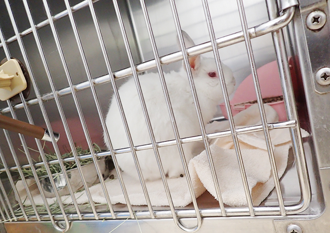 預かりうさぎ2
